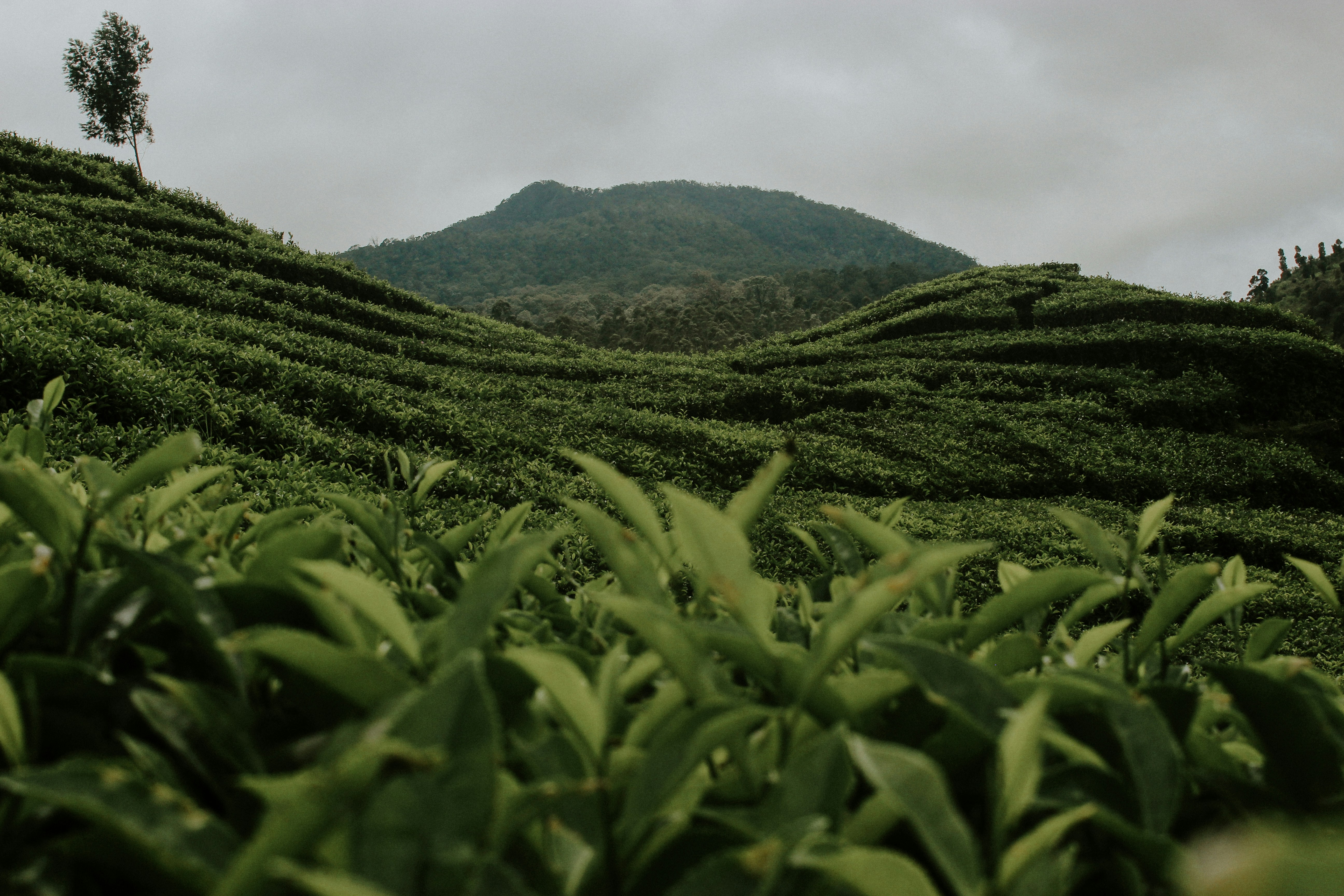 天麗茶業茶園風景