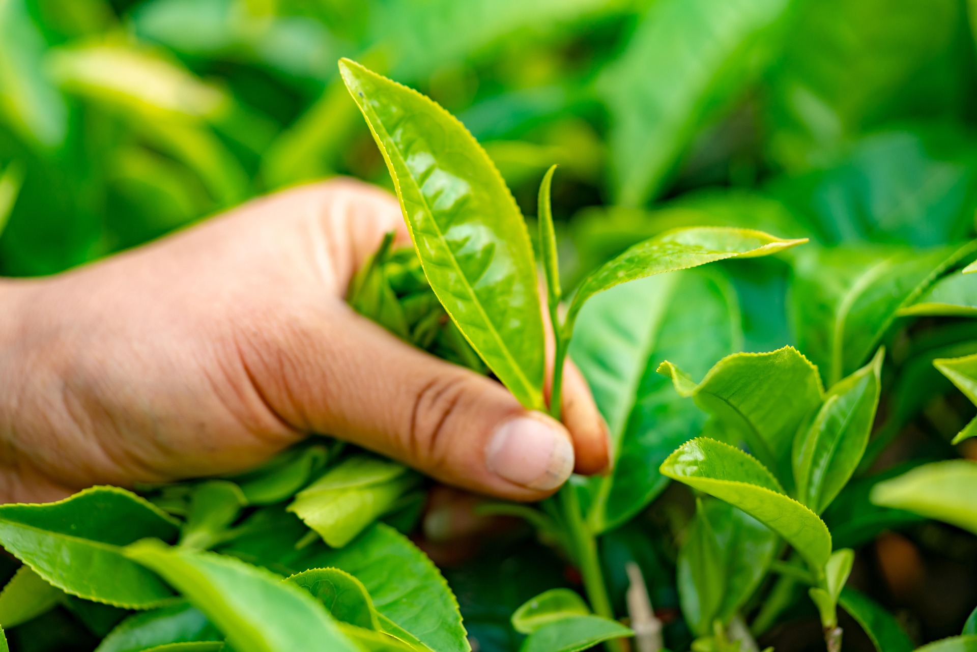 茶葉品質檢驗